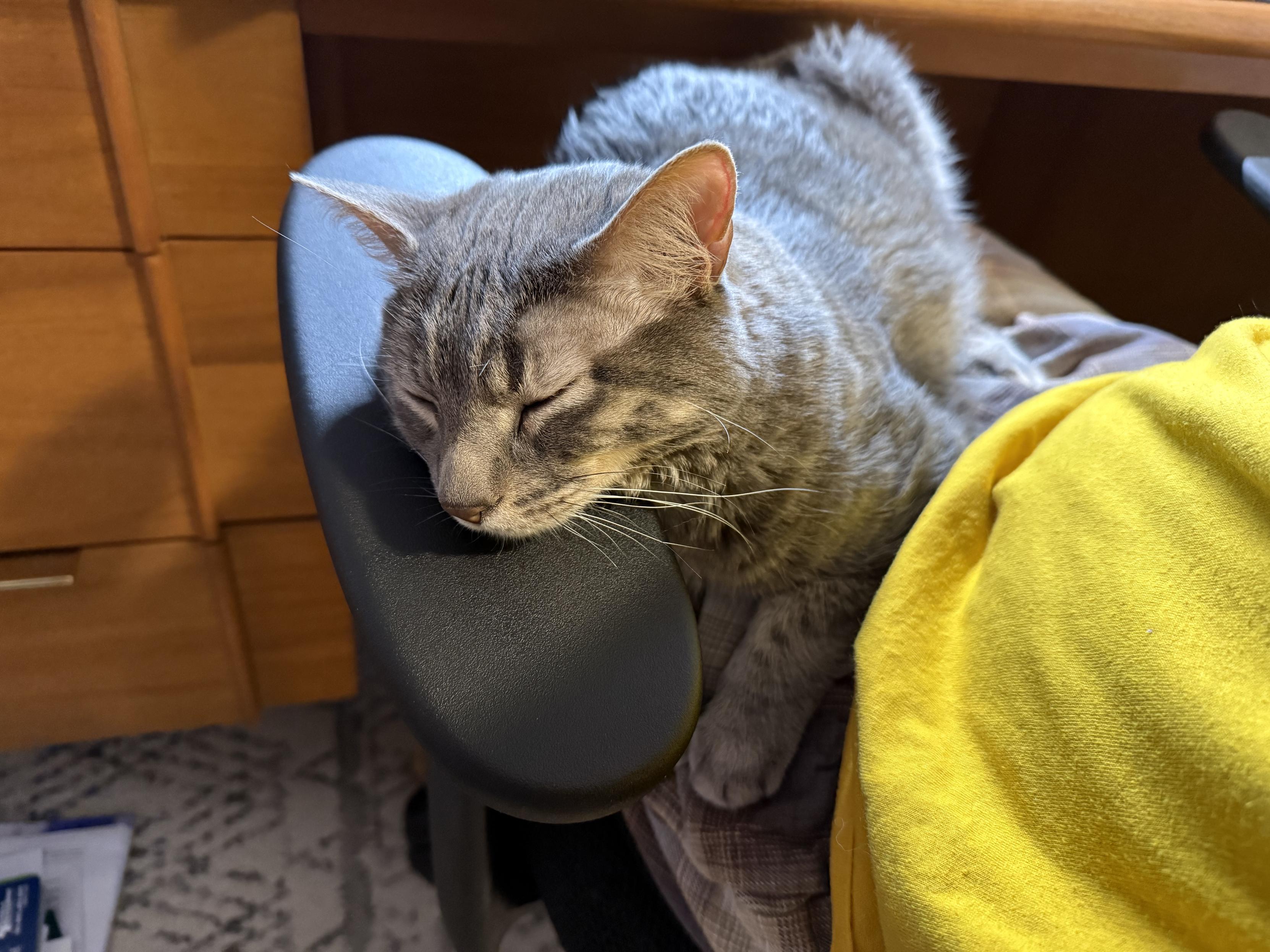 A grey tabby cat last on a man’s lap as he sits in an office chair at a desk, the cat’s chin resting on the chair’s armrest.