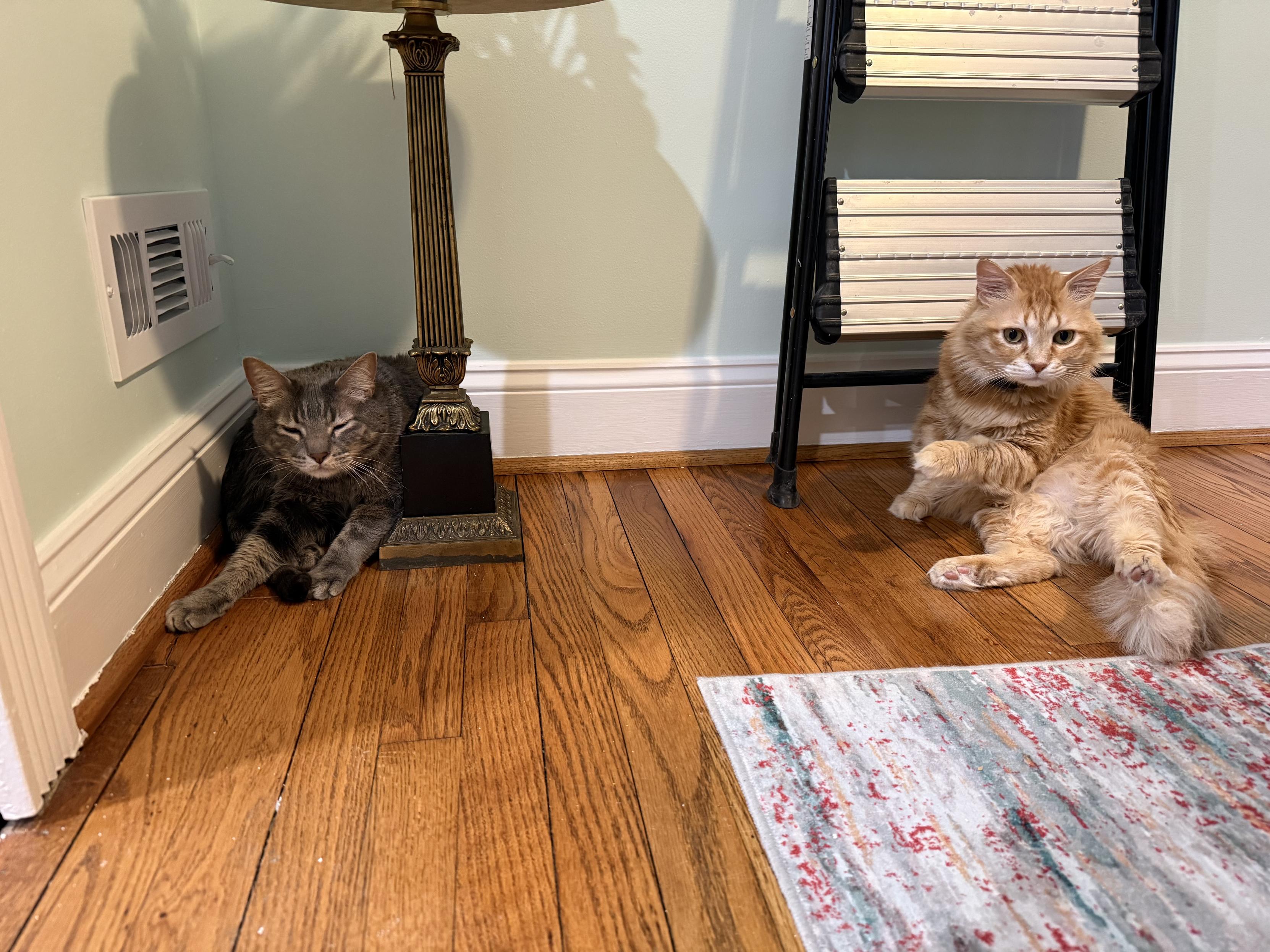 A grey tabby cat sits under a table on a wooden floor next to a heating vent, while an orange medium-haired cat sits alongside him. The grey tabby cat has his front paws outstretched, while the orange medium-haired cat is in a lounging pose.