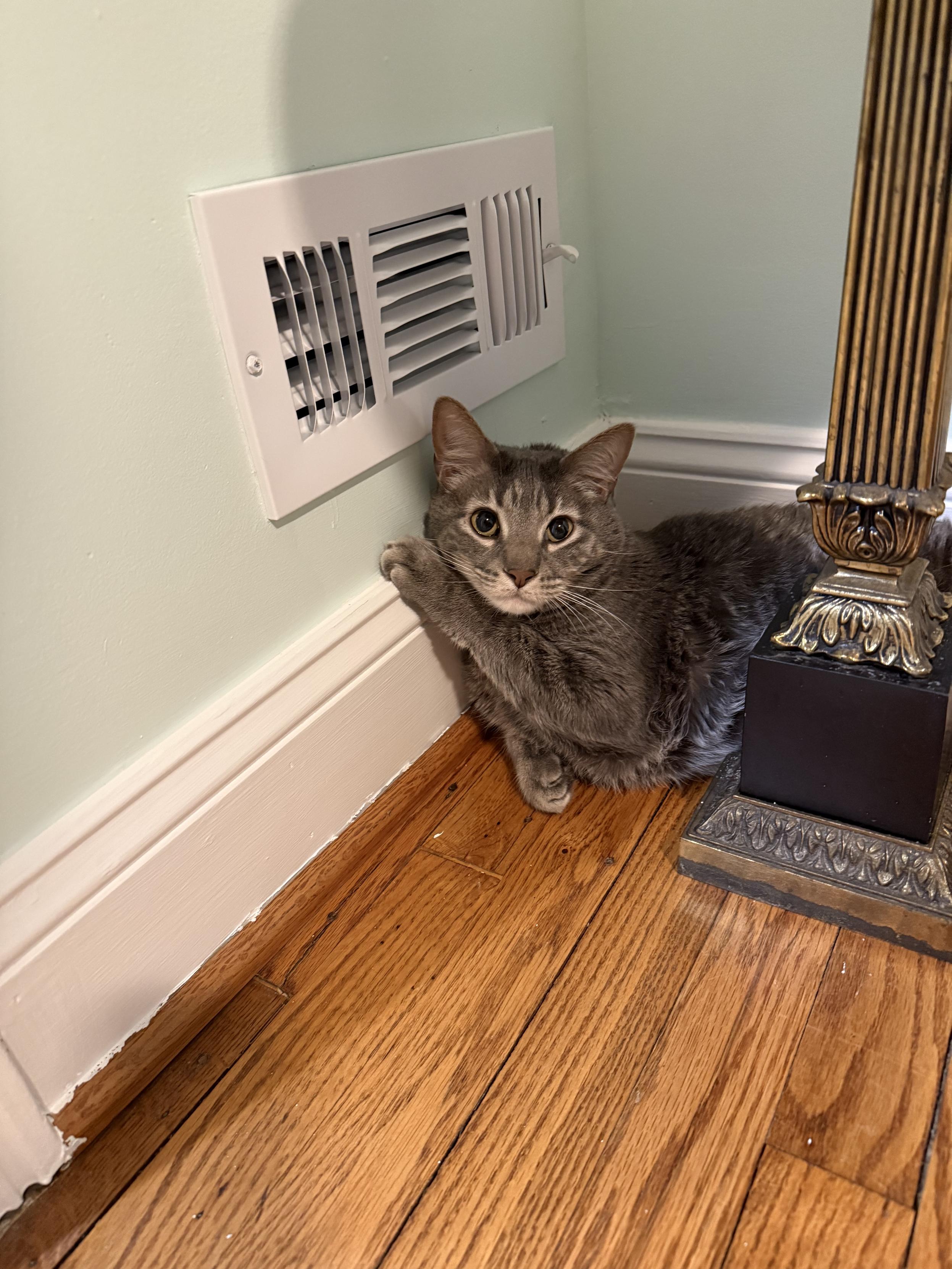 A grey tabby cat curled up around the foot of a small table next to a heating vent. The cat has his front left paw up against the baseboard and under his chin.
