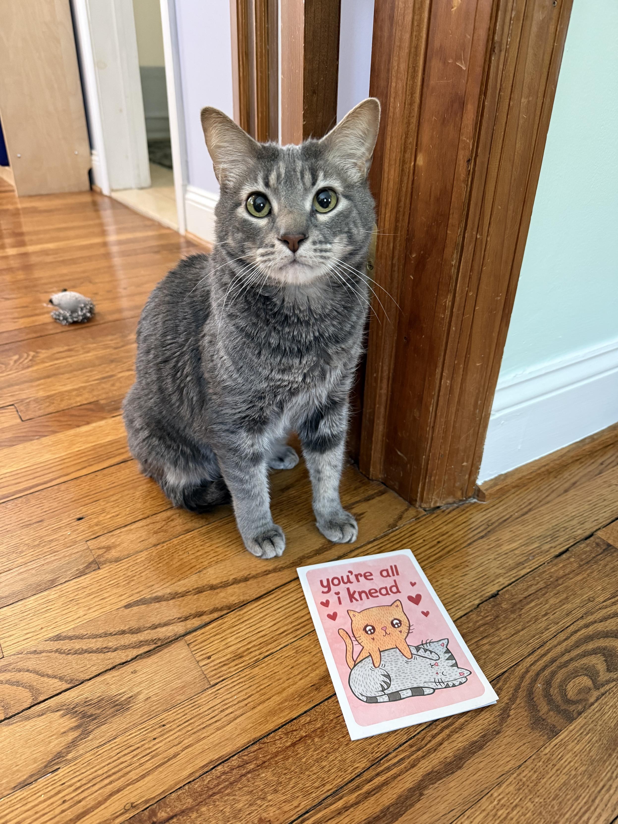 A grey tabby cat sits in front of a Valentine’s Day card that features a cartoon of an orange cat pawing at a grey cat with the inscription “You’re all I knead”