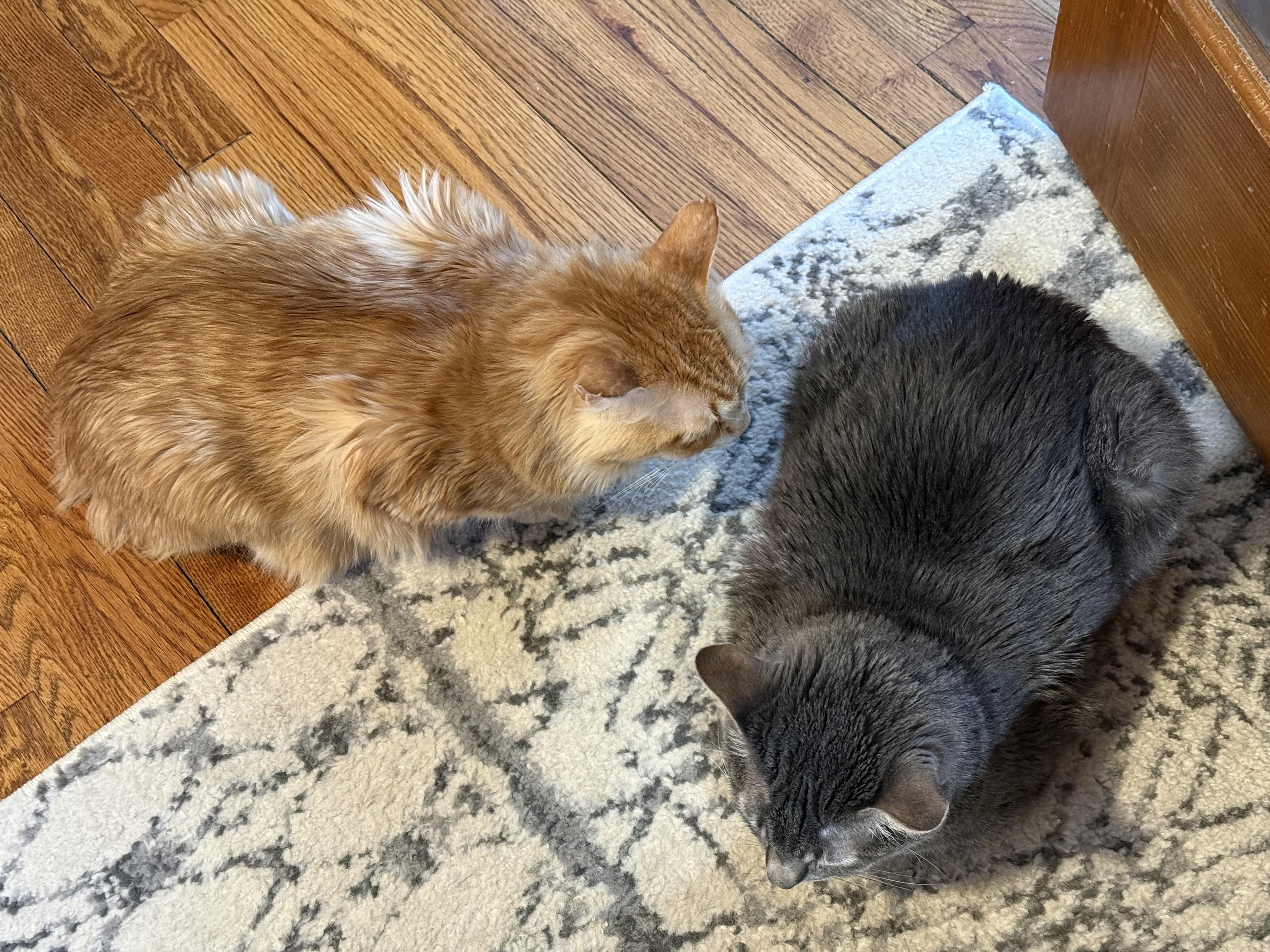 An orange medium-haired cat sits next to a grey tabby cat on a rug on a wooden floor