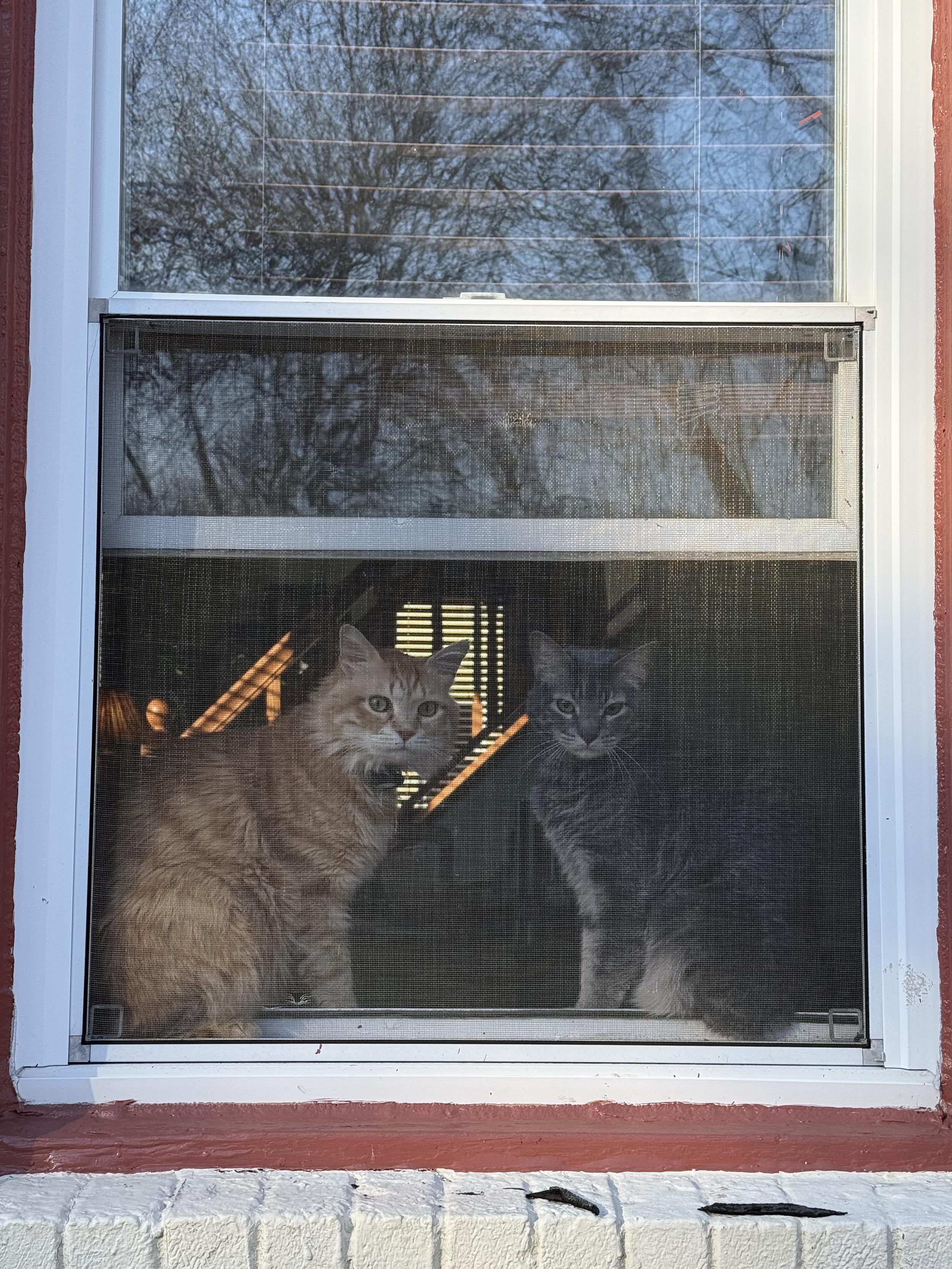 An orange medium haired cat and a grey tabby cat sit in an open window.