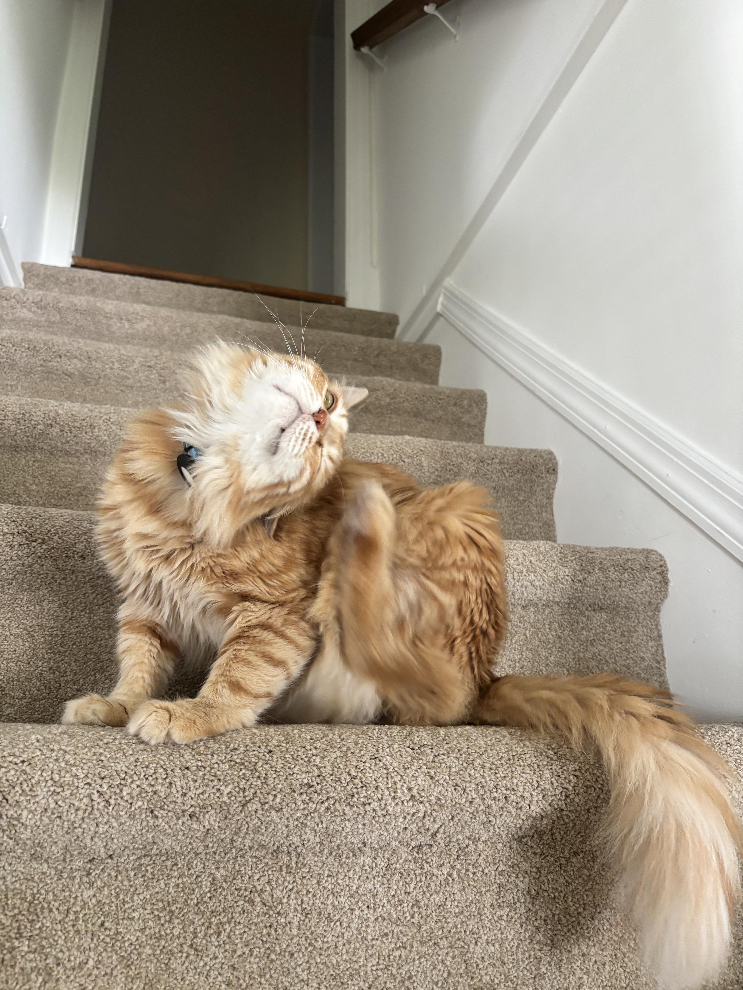 A fluffy orange cat hits a funny pose while scratching himself with his back leg